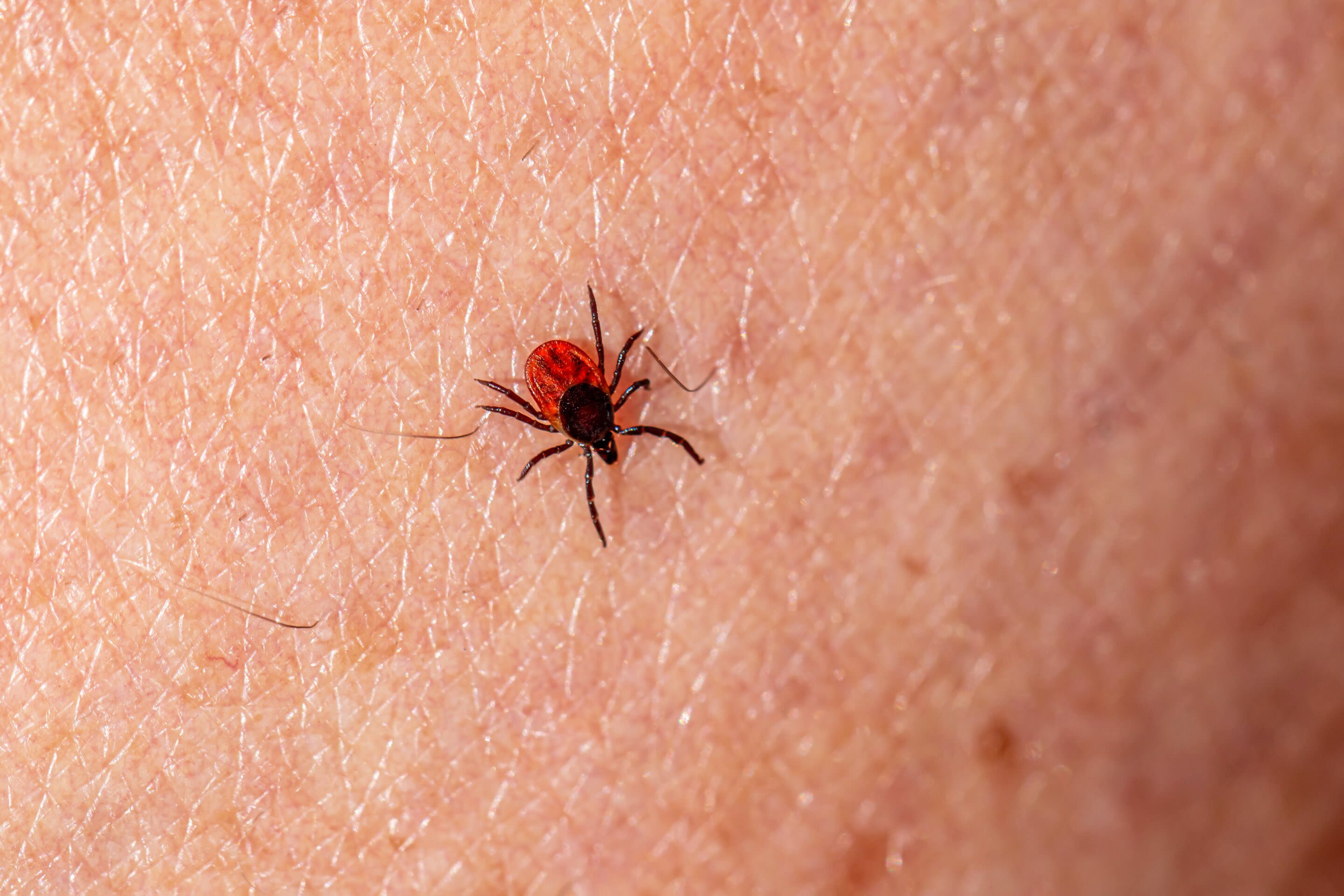 Ticks and the diseases they carry