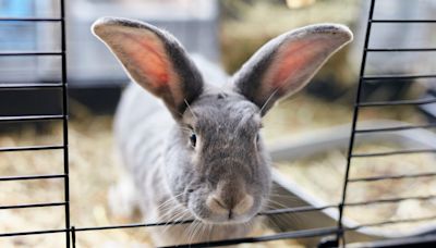 The Best Rabbit Toys for Your Bunny Bestie