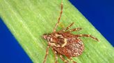 Here's why it could be a bad summer for disease-spreading ticks in Illinois
