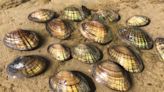 Six Central Texas freshwater mussels deemed endangered due to climate change, urbanization