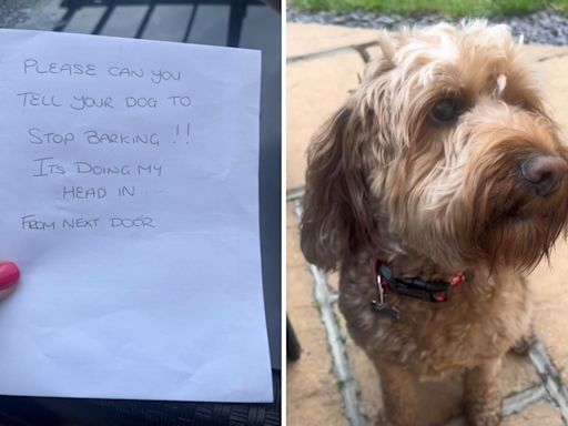 Neighbor fed up with barking dog next door decides to take action
