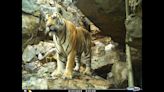 Two tigers spotted in forests of Lalitpur for first time