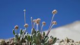 Esta flor de especie única está en riesgo de extinción ante la fiebre del litio