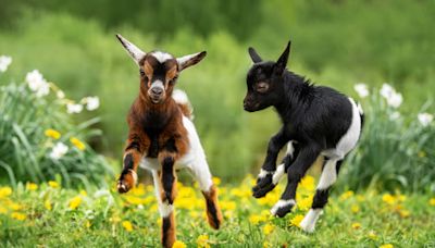 'Bouncing Baby Goats' at the Nashville Zoo Have Everyone Obsessed