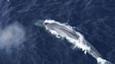 La Jornada: Ubican a las ballenas azules antárticas por su canto