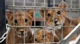 4 lion cubs saved from war in Ukraine arrive at US sanctuary