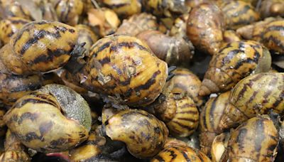 90 giant African land snails intercepted at Detroit Metro Airport after agents notice strange smell