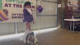 Therapy farm fundraises with an animal fashion show