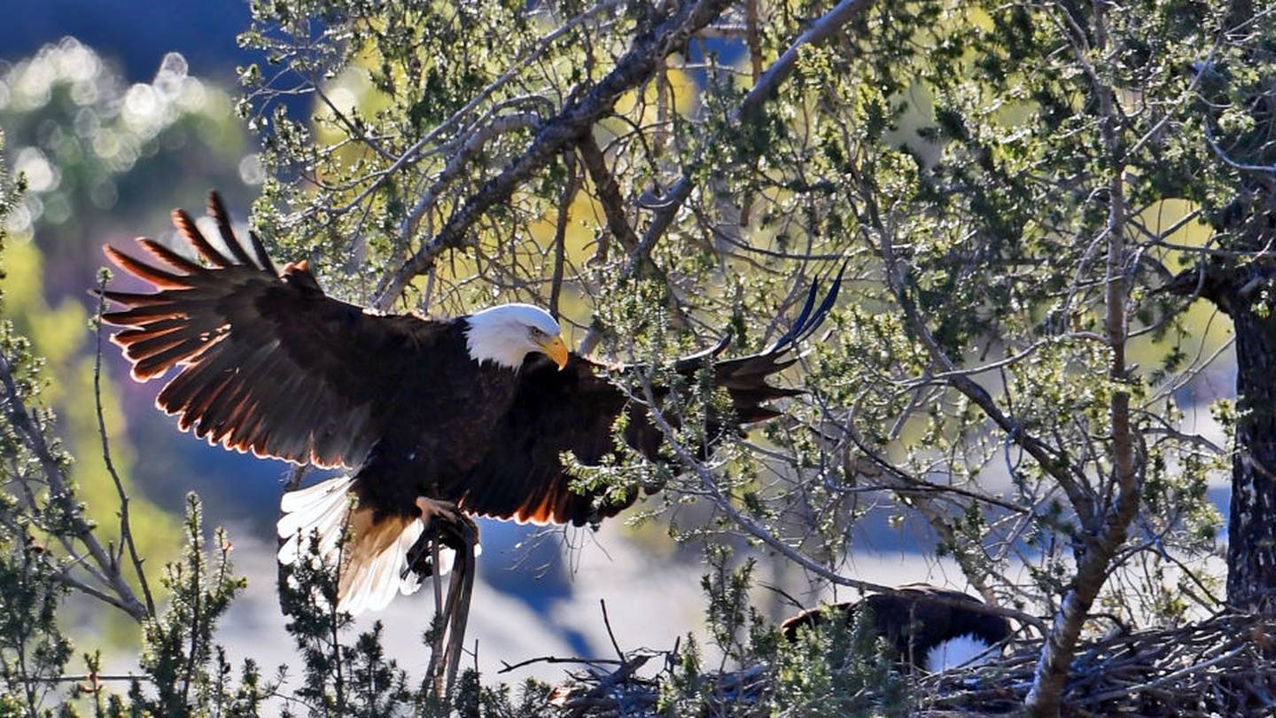 California eagles brought baby hawk to nest as food, now they are raising it