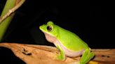 台灣特有物種諸羅樹蛙瀕危 3大棲地需強化保護