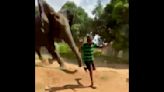 Efforts to herd escaped elephant back into park thwarted by angry mob