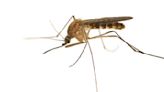 Mosquito trap in Pawtucket tests positive for West Nile