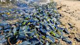Millions of bizarre, blue sea creatures wash up on Northern California shores