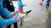 Largest Sea Turtle Release In Georgia History Makes A Splash On Jekyll Island