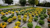 Ask the Master Gardener: Can you plant zinnia and marigold seeds in June?