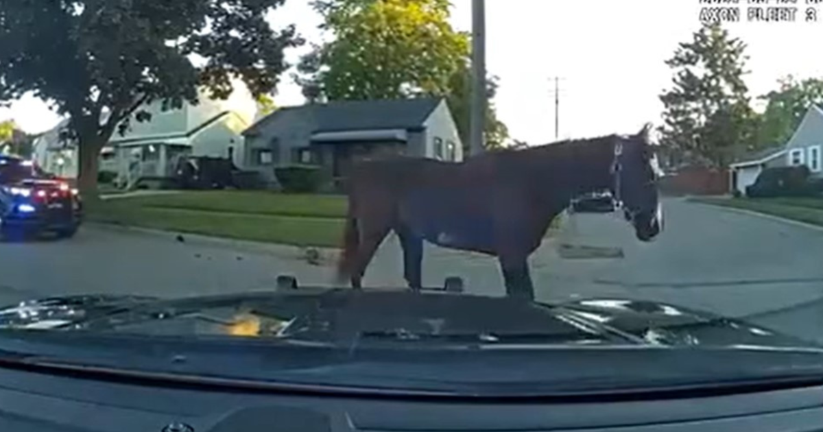 Police catch horse wandering the streets in Inkster