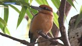 Oregon Zoo now a royal residence: Three Sihek Kingfishers claim their throne!