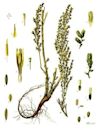 Artemisia (plant)