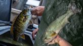 Smallmouth vs Largemouth Bass