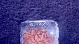 震驚！復旦大學復活冷凍18個月「人腦細胞」刷新紀錄登國際期刊
