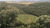 'Microdiamonds' discovered at French winery point to ancient meteor crater below the vines