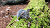 Forest Health Depends On The Personality Of Small Mammals