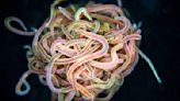 Watch thousands of worms 'explosively' untangle themselves from a knotted ball in milliseconds