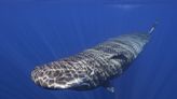 Scientists unlock basics of sperm whale language