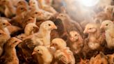 Un salto generalizado de la gripe aviar H5N1 a los humanos es complicado