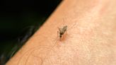 Is mosquito season worse this year? What to expect in your state