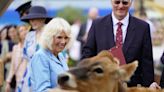 Camilla laughs as Jersey cows get frisky during royal visit