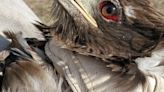 Bald eagle hurt in car accident, rehabilitated and released