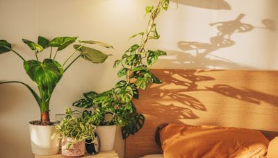 These 15 Bedroom Plants Deliver Some Stylish Shut-Eye