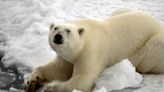 Opinion | Polar Bears, Dead Coral and Other Climate Fictions