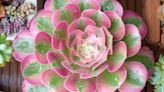 Pink Witch Succulents Are Going Viral for Their Showstopping Leaves—Experts Share How to Care for Them