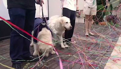 Amor de perros: se popularizan en China las bodas de estos animales