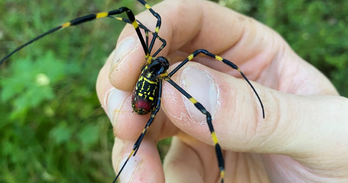 Are giant, venomous Joro spiders about to invade New York?