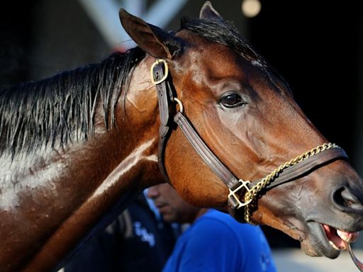 Meet the 20 horses racing in Saturday's Kentucky Derby