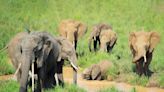 African elephants are being crushed by climate change, causing ripple effects through their herds