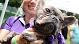 Westminster dog show returns to Tarrytown; tickets on sale for June 18-22 event