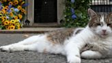 'Chief Mouser' Larry The Cat Has Now Outlasted 4 UK Prime Ministers