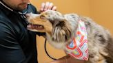 Binder Animal Hospital in St. Louis, Missouri Introduces Same-Day Urgent Care Services