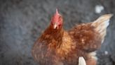 Chicken feed sold in Pennsylvania recalled