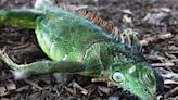 Iguanas may freeze up and fall from trees in Florida as cold snap reaches the Sunshine State