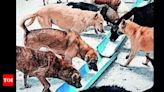 In Agra, stray dogs pull out man buried after assault, kin find him alive | Agra News - Times of India