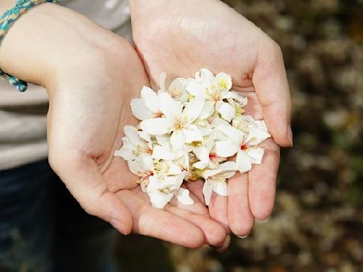 四月桐花紛飛 6大「油桐花景點」帶你一同觀賞繁花盛景