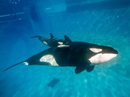 Last orca born at a SeaWorld park dies from illness in Texas