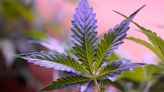 Florida's buzz: DeSantis criticizes recreational marijuana initiative