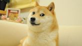 柴犬迷因圖「Doge」 飼主證實本尊「Kabosu」今離世