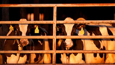 Colorado issues guidance for livestock fairs, shows as bird flu outbreaks among dairy cattle continue to grow